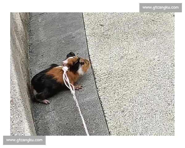 以比赛钩为核心探讨运动竞技中的关键技巧与策略解析 以比赛钩为核心探讨运动竞技中的关键技巧与策略解析