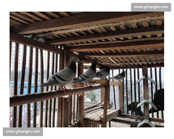 2016年信鸽比赛回顾与分析：竞赛规则、技术革新与参赛鸽的表现探讨